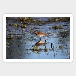 Killdeer reflections Sticker